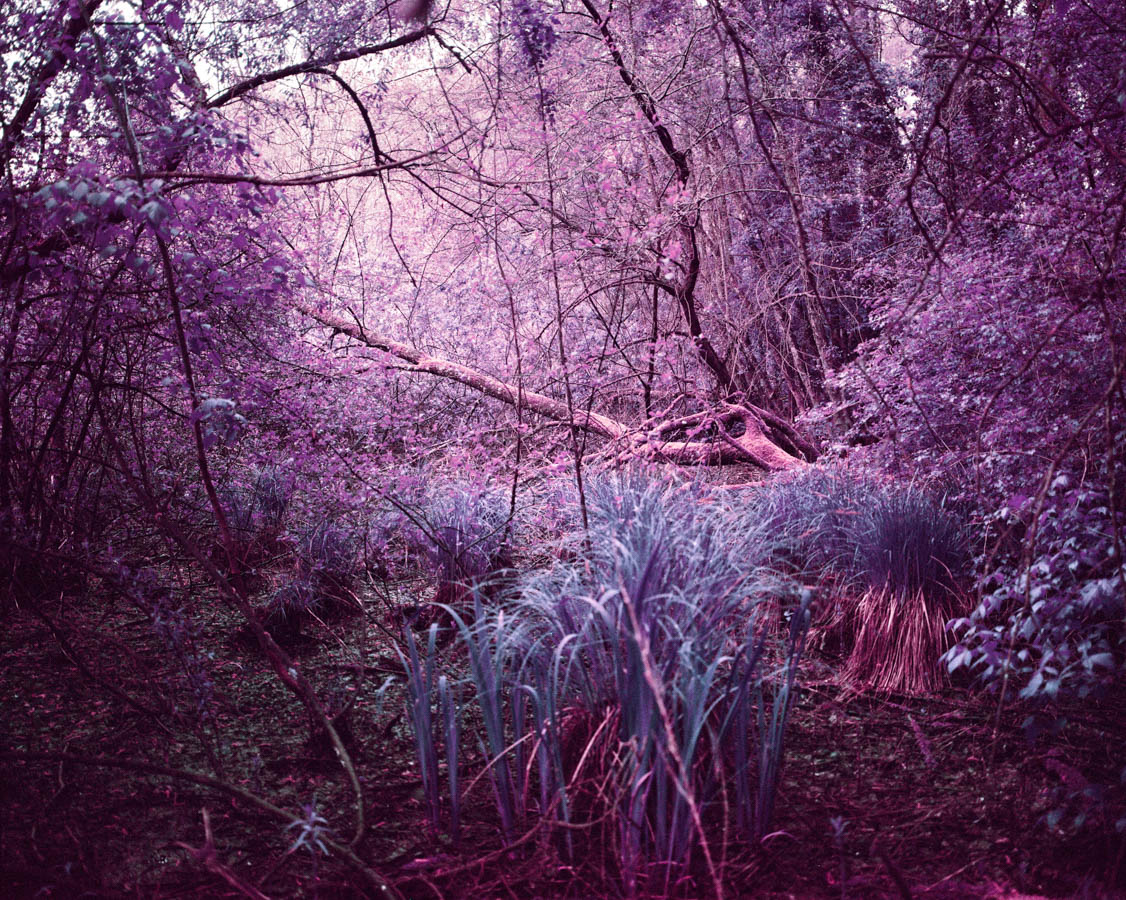 gnedellec tirage photo pink garden